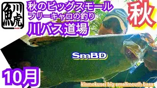 yasu 10月秋フリーキャロ/川バス釣り/川スモールマウスバス/2020月10月