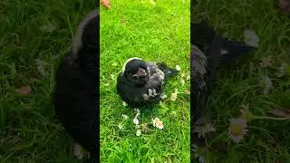 Baby magpie learning to sing