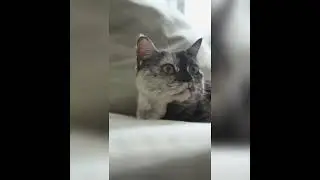 cat clips #catclips #catsshorts #catvideos #cat #catsshortvideo #petcat