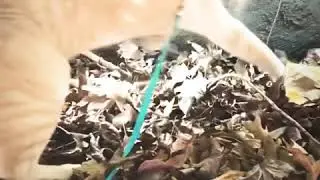 Cat Investigation