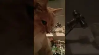 Сообщество моих котиков и баба Нина вас друзья всегда рады на встречи в Ютюбе.🐠🤗🌏🌎🌍😆&hearts;️💋✌️