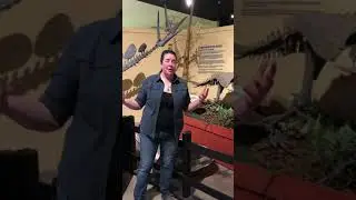 The Defense and Offense of the Mymorapelta Dinosaur