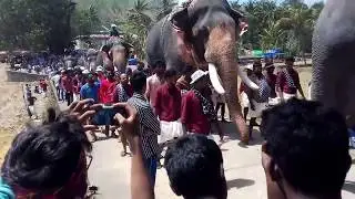 UTHRALIKAVU POORAM 2018 / ELEPHANTS / KUMARANALLOOR DESOM
