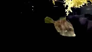 Small Filefish Swimming
