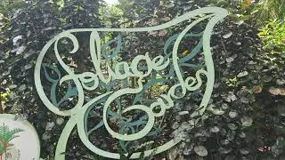 Foliage Garden in Singapore Botanical Gardens, Spotting Prayer Plants and More