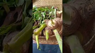 Yum with fermented fish & Sichuan leaves recipe/ naga style #nagafood #cooking #nagacuisine