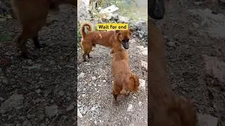 Desi dog 🐕 doggy #dogshorts #doglife #indiandog #viralvideo