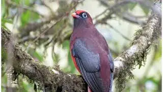 Birding at Mishmi Hills
