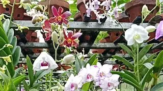 Live promo spesial Anggrek Dendrobium 085692782921