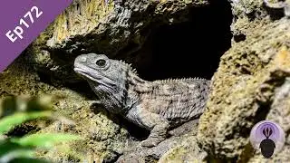 Episode 172: Rhynchocephalians