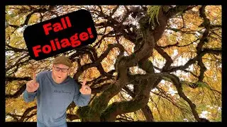 Striking Fall Foliage, Gorgeous Specimen Trees! Come explore a wonderful Display Garden! Meditate