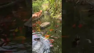 Fish & Ducks Relaxing #asia #fish #relaxing #ducks