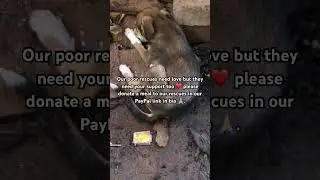 #usa #uk #makeadifference #adoptstrays #rescuedog #rescue #puppy #dog #shorts #viral #youtubedogs