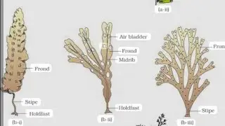 Plant Kingdom algae example tricks🌿