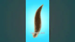 How One Worm Becomes Two 🤯