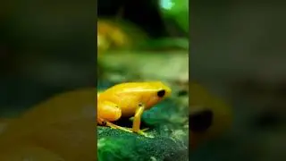 Yellow Frog 🐸#frog #yellow