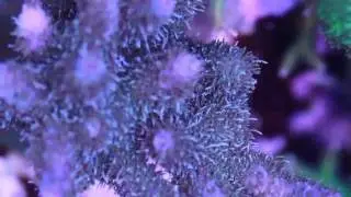 Blue Milli and Ponape birdsnest coral