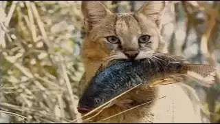КОТЫ ВОИТЕЛИ РЕЧНОЕ ПЛЕМЯ!
