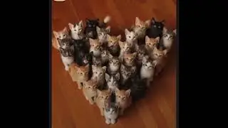 Lots of kittens love you #aikittens