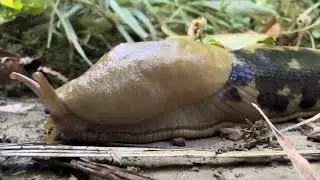 Pacific banana slug