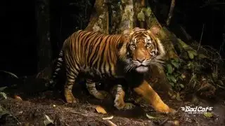 'Save The Cats' - Bad Cat Amplifiers and Panthera Partner for Wild Cat Conservation