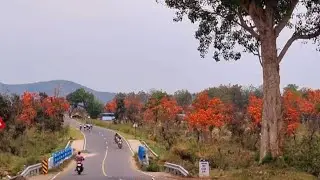 পলাশ ফুলের সন্ধানে পুরুলিয়া।কোথায় পলাশ ফুল ভালো দেখতে পাবো।Palash in Purulia.