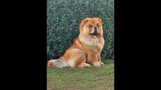 Chow Chow Runs Rings Round his Servants!