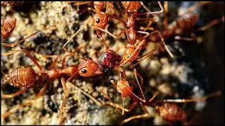 WEAVER ANTS HUNTING SMALLER SPECIES OF ANTS