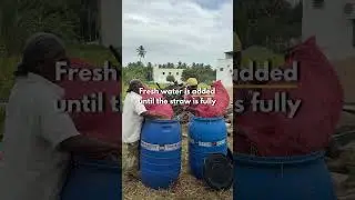 How to Start Mushroom Farming | Paddy Straw Preparation Explained