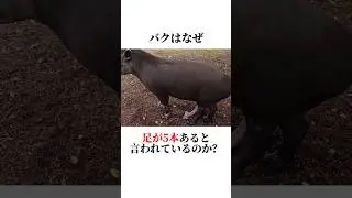 ㊙️バクの生態が面白すぎた‼️🤣 #動物 #animals #雑学