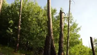 Harvesting Wind Sounds - Frequencies For Brain Food