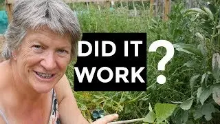 BEANS Success And Failures (perennial beans results)