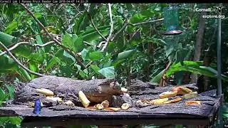 An Immature Male Summer Tanager Drops In For Some Fruit &ndash; April 7, 2019