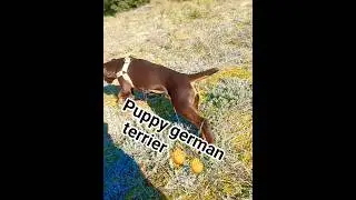 Puppy 6m old brown German Hunting Terrier #germanterrier #jagdterrier #dog #terrier