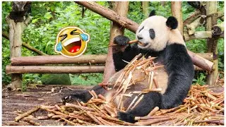 The most interesting funny panda clips#funny Videos #funny panda#🐼