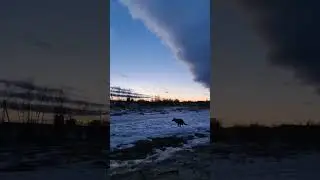 #shortvideo #loki #dog #dogs #shorts