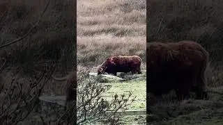 Милый сердечко, обсуждающий выпивку