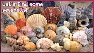 Finding Seashells at Low Tide | Two Hervey Bay Beaches [Virtual Shelling]