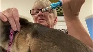 dog with diabetes Insulin without needles