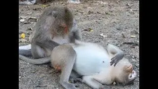 Monkeys Finding Fleas, Funny Video Wildlife monkey, Sweet Monkey CHT# 17.