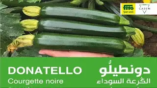 هذا هو دونطيلو الصنف الجديد من الكرعة السوداء اللي ححق مردودية عالية وكيقاوم مجموعة من الفيروسات