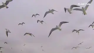 Rede Natura 2000 e os espazos marinos protexidos de Galicia.