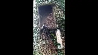 Feeding Time at Deer Park Farm Vid