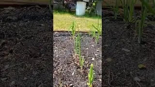 Rabbits Getting Onions?  Thought They Didn't Want Bad Breath!