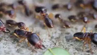 Fungus-growing termite (Macrotermes carbonarius)