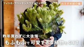 【1年待って念願GET！】もっふもふで可愛い希少植物のご紹介！フィリカプベッセンスワフトフェザー