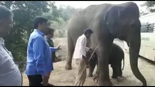 Janardhan Reddy adopts elephant, names after his close friend Shriramulu!