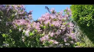 Farmington Gardens - Beaverton Oregon