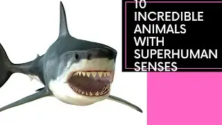 Super Senses | Top 10 Animals with Extraordinary Senses