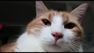 Cat Meows Happily While Being Brushed